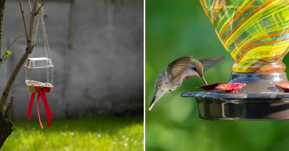 (L) A bird feeder with red ribbons tied around it, (R) A hummingbird sips nectar from a glass bird feeder (Representative Cover Image Source: Getty Images | (L) Taizan Sakinbayev, (R) Laura Mullen)