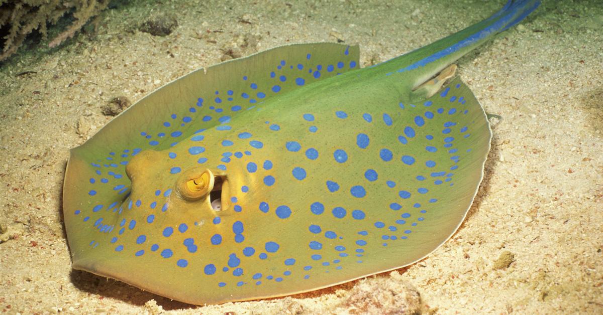 What happens when a stingray stings you?