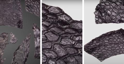 Three different views of fossilized skin found in a cave in Oklahoma by paleontologists.