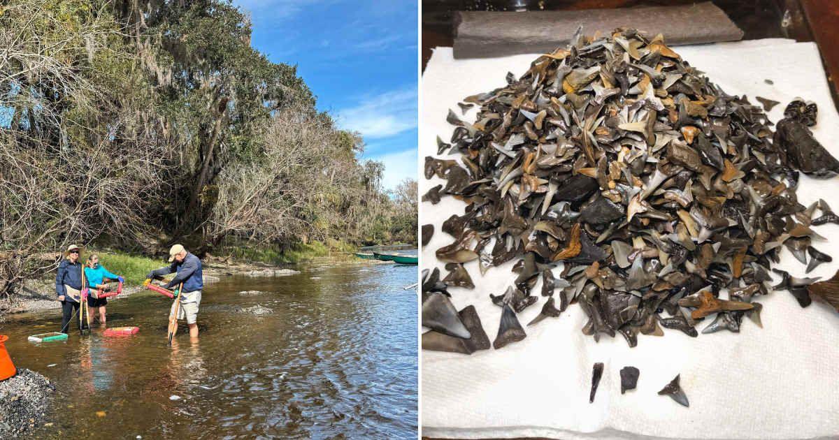 (L) People collecting fossils from the Peace River's bank in Florida. (Representative Cover Image Source: Getty Images | BDPhoto) | (R) Florida man found 'shark teeth' (Cover Image Source: Reddit | u/Any_Topic_9705)