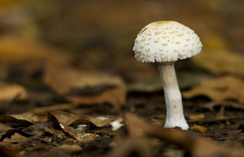 Mushroom growing in soil