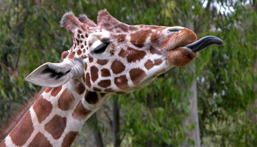 A giraffe with their tongue sticking out.