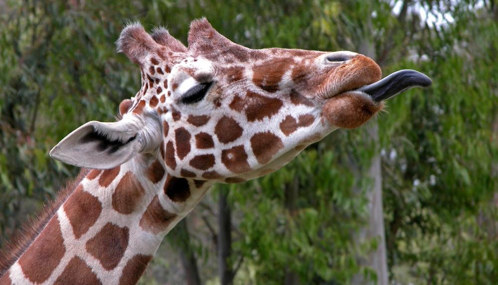 What Color Is a Giraffe's Tongue? Why They Have Unique Features