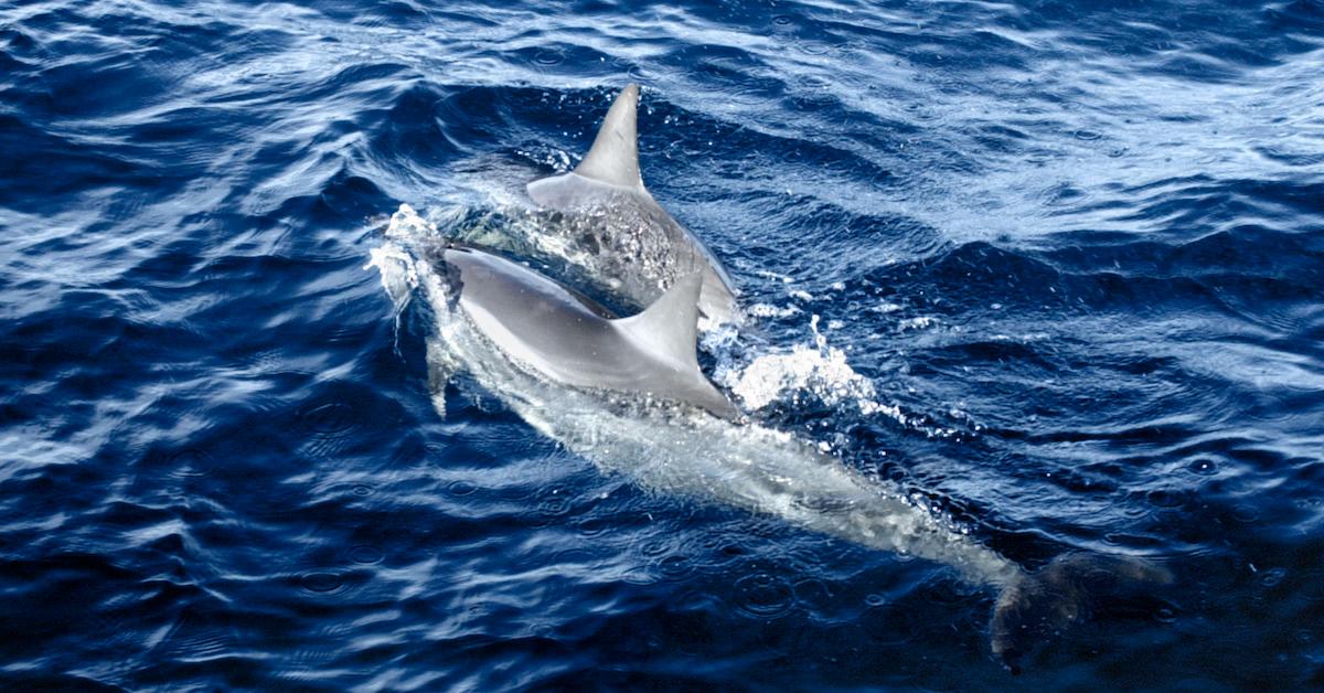 Hawaiian Dolphins 