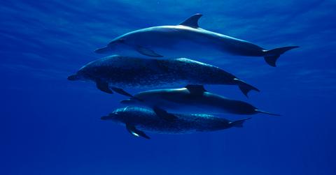 Spinner Dolphins
