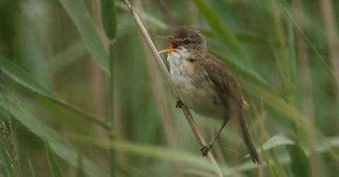 Bird population decline