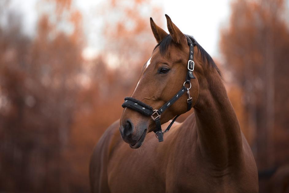 Why Do Horses Need Shoes? Horseshoes Do Serve a Purpose