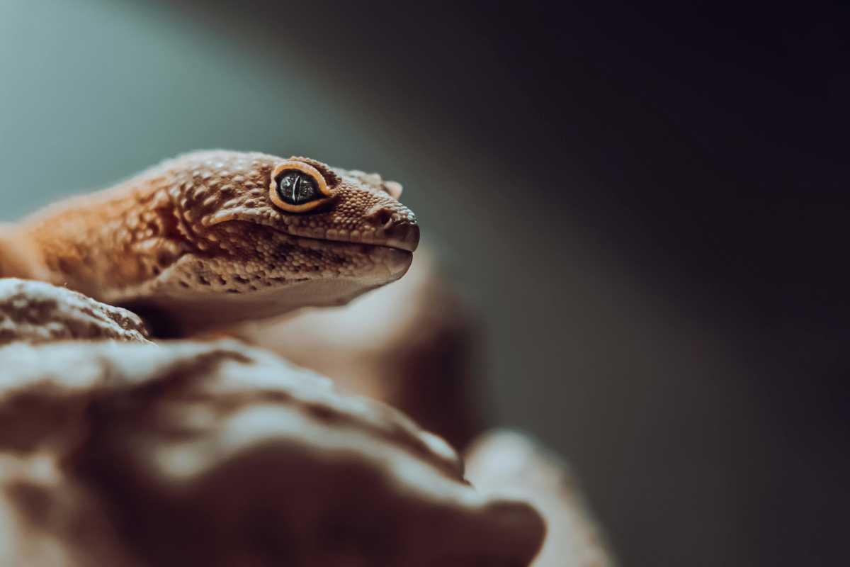 pn/ebeed a df bc cadbcebfecc