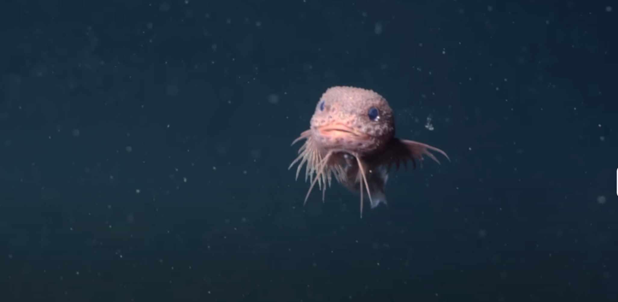 Three New Species of Deep Sea Snailfish Discovered