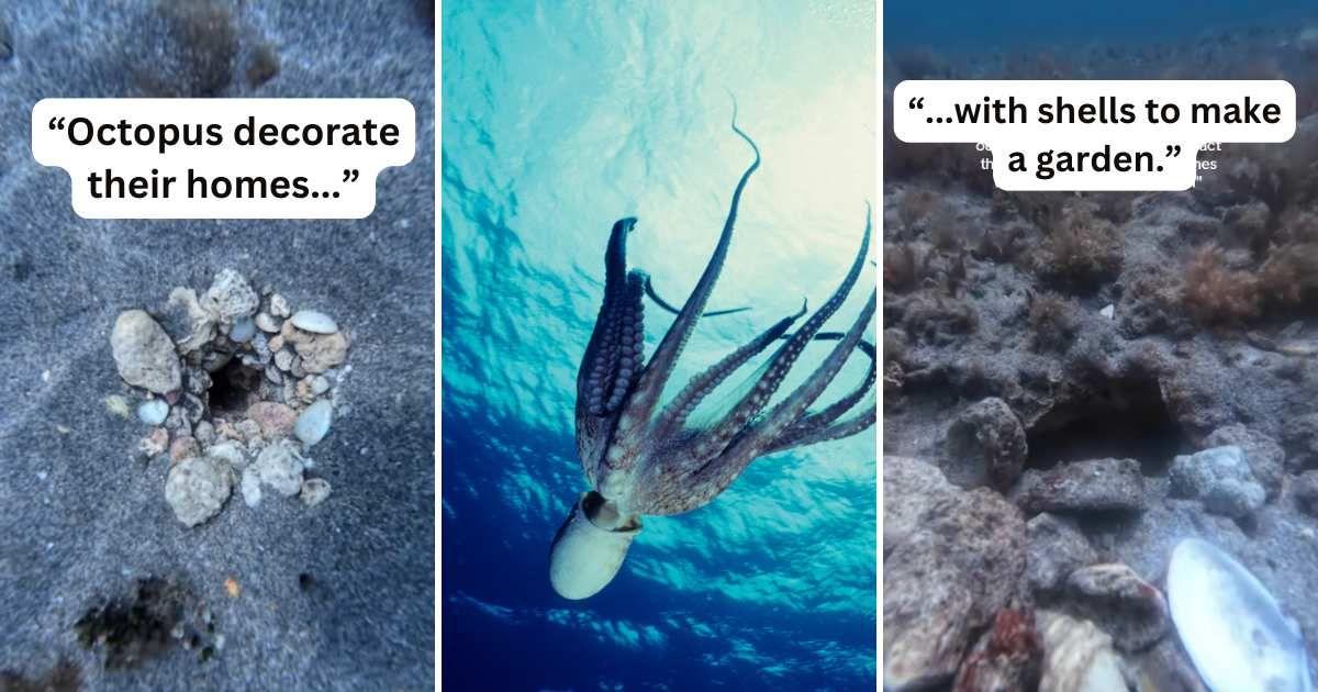 (L), (R) Diver films octopus homes on the seafloor, decorated with shells. (Cover Image Source: Instagram | @sowinski_) | (C) Octopus diving into the ocean. (Representative Cover Image Source: Getty Images | Tammy616)
