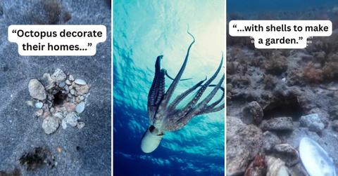 (L), (R) Diver films octopus homes on the seafloor, decorated with shells. (Cover Image Source: Instagram | @sowinski_) | (C) Octopus diving into the ocean. (Representative Cover Image Source: Getty Images | Tammy616)