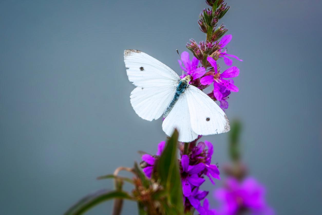 A white butterfly is pictured perched on a purple flowering plant.