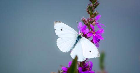 A white butterfly is pictured perched on a purple flowering plant.