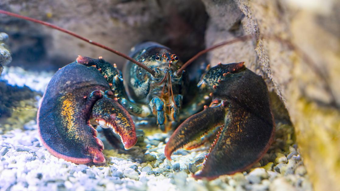 Lobster with large claws surrounded by rocks underwater. 