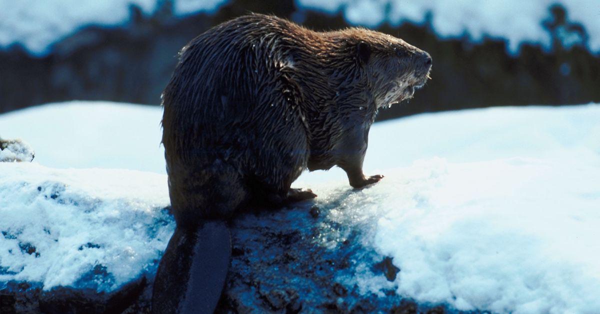Beavers Arctic
