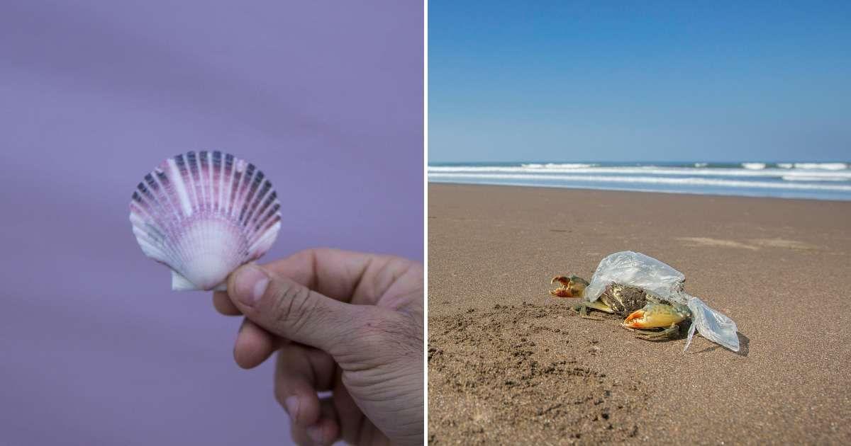 (L) A person holding up a shell. (R) A hermit crab caught in plastic. (Representative Cover Image Source: Pexels | (L) Raden Eliasar, (R) Elle Hughes)