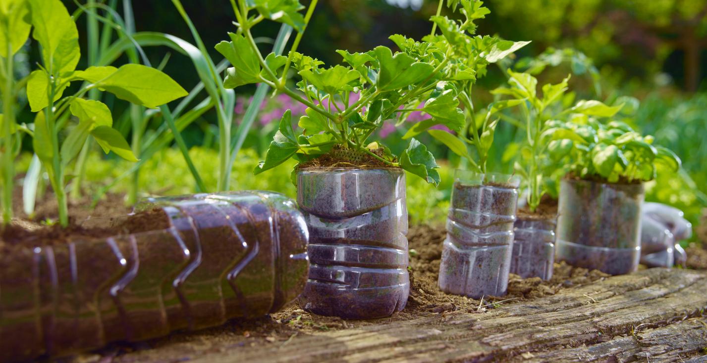 The Gardeners Guide To Bottle Trees - Container Water Gardens