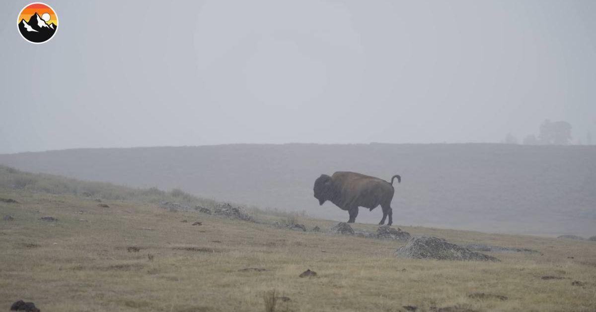 Bison at the 'animal boneyard' in Yellowstone. (Cover Image Source: YouTube | @Coyote Peterson)