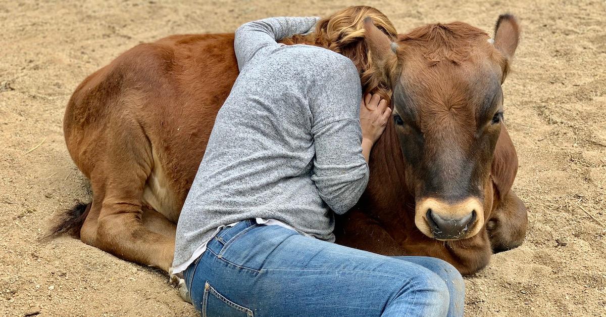 Cow Therapy