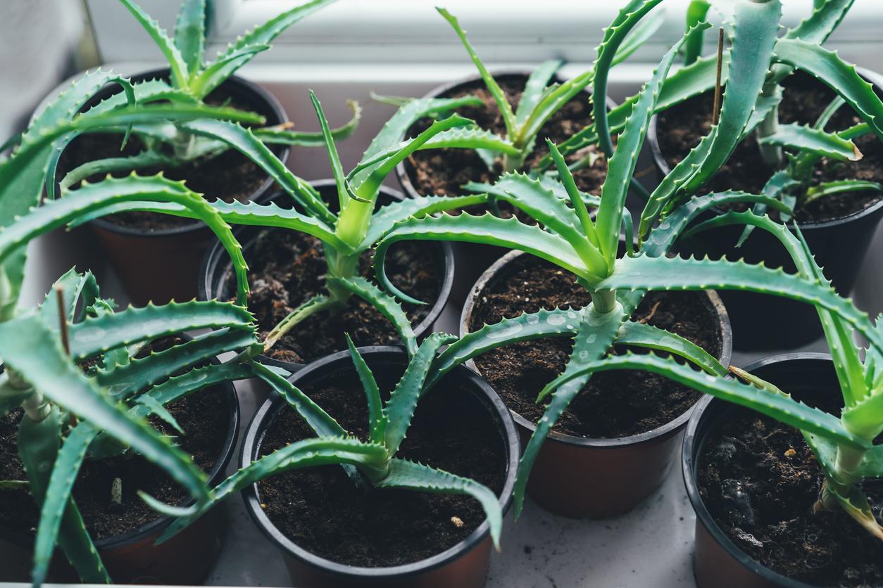 Close up of a bunch of aloe vera plants in pots near a window