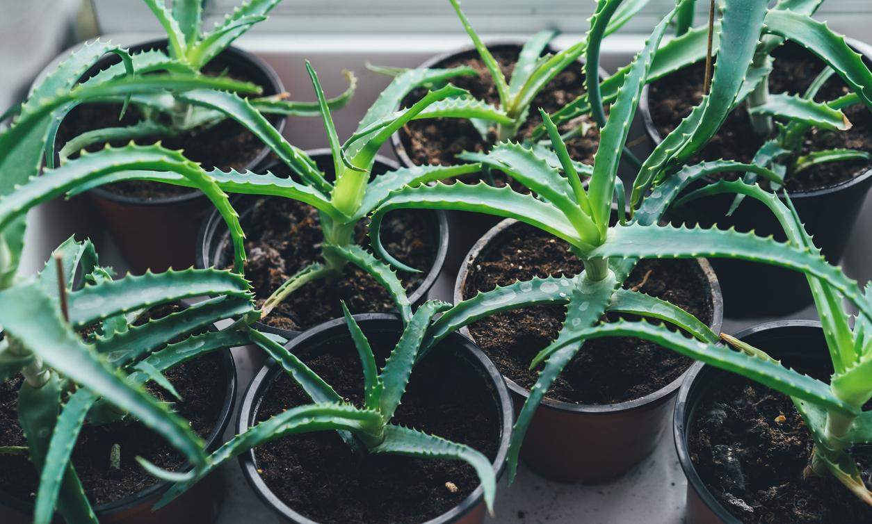 The Best Indoor Plants for Direct Sunlight