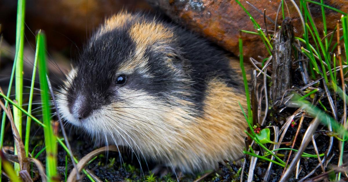 A Norwegian lemming.