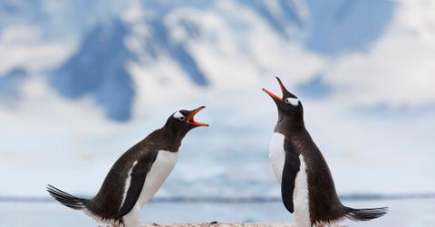 animals that mate for life