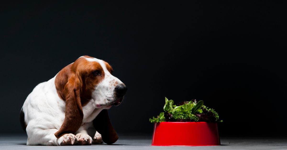 A Basset Hound dog looking at a bowl of lettuce. 