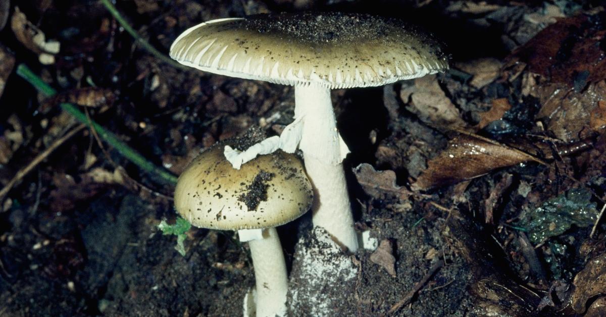 Death cap mushrooms. 