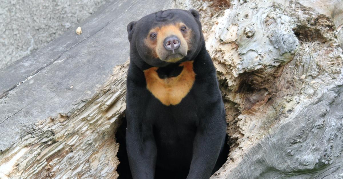 Malayan sun bear.