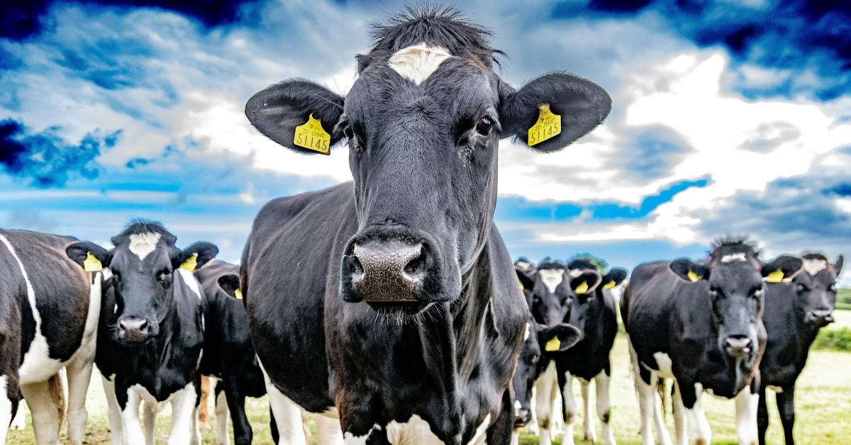 Dairy Farmers in Wisconsin Are Banding Together To Sue the Trump Administration