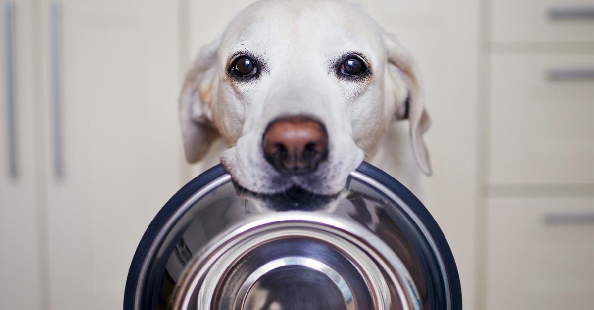 white senior dog holding dog food bowl in his mouth