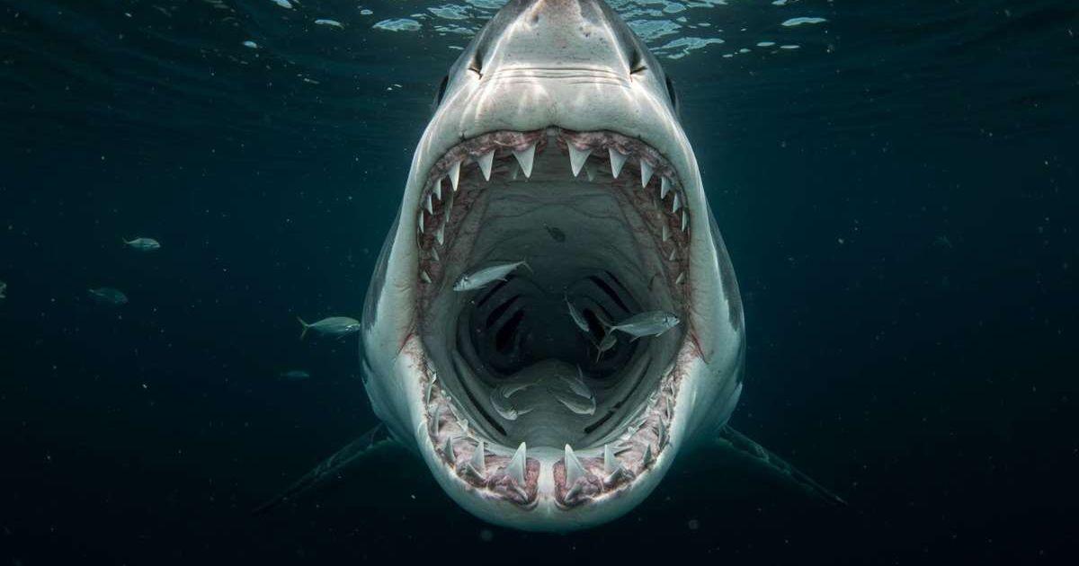 Shark swimming in an ocean (Representative Cover Image Source: Getty Images | Gary Kosa)