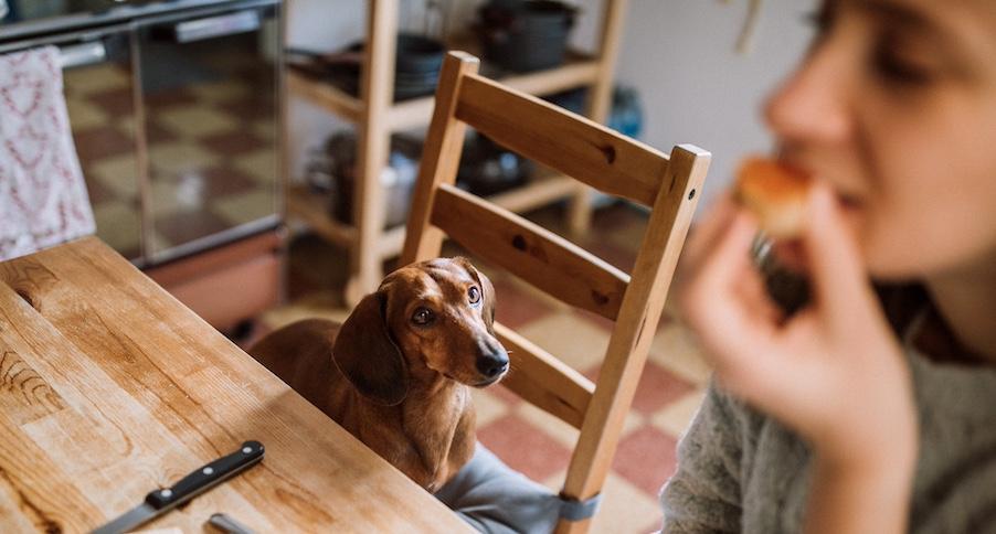 A Dachshund watching someone eat a piece of bread at a kitchen table.