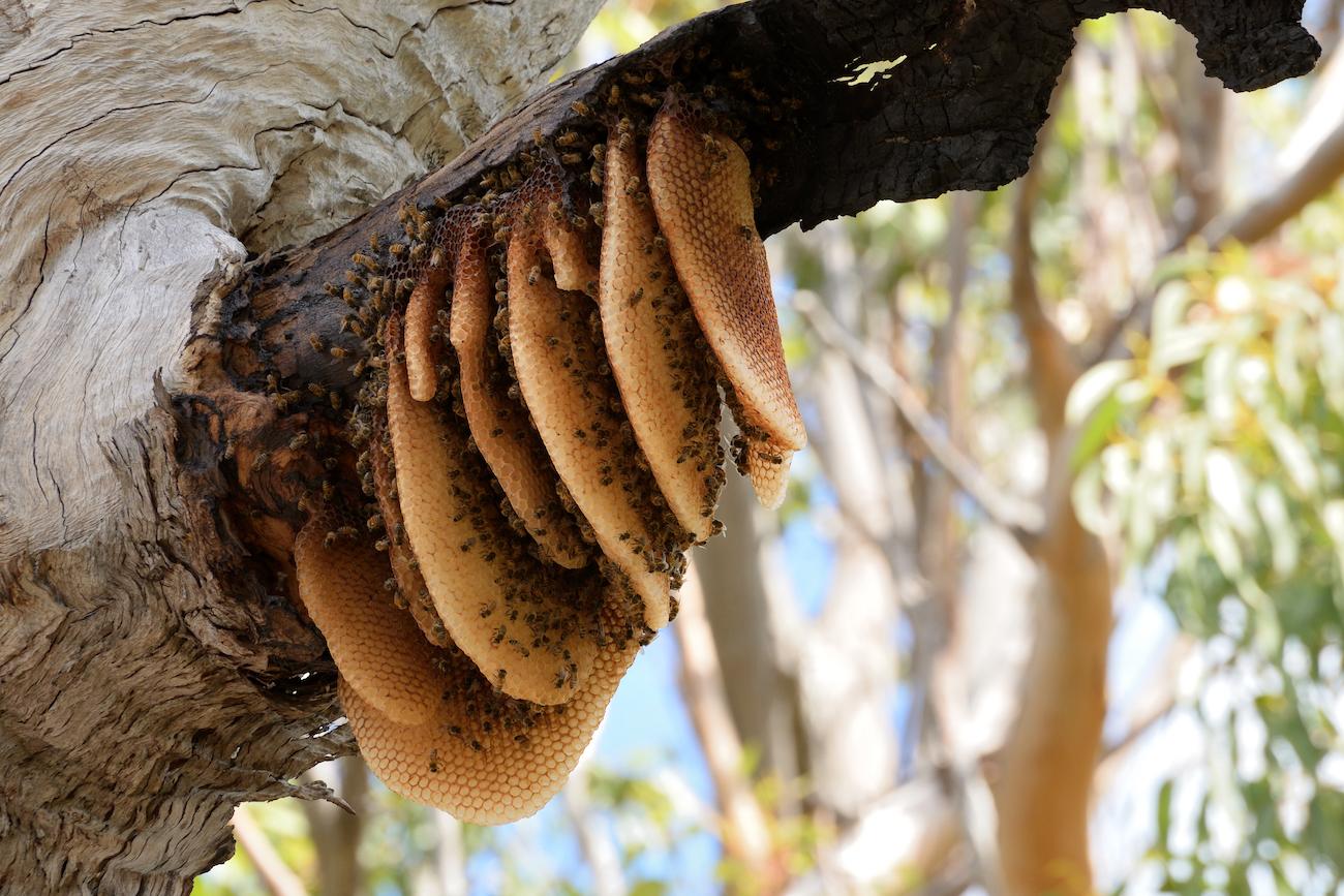 Do Vegans Eat Honey? Here