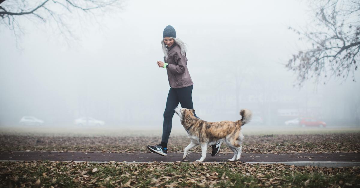 winter dog run