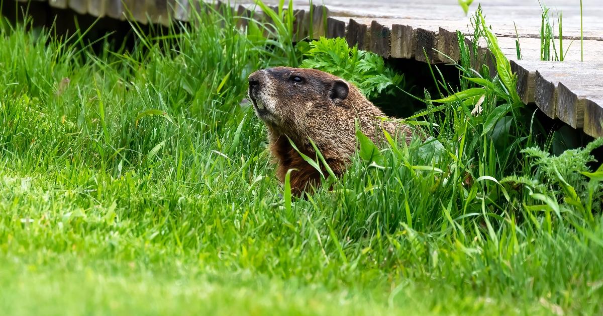 Groundhog emerges from under a wooden bridge in grass. 