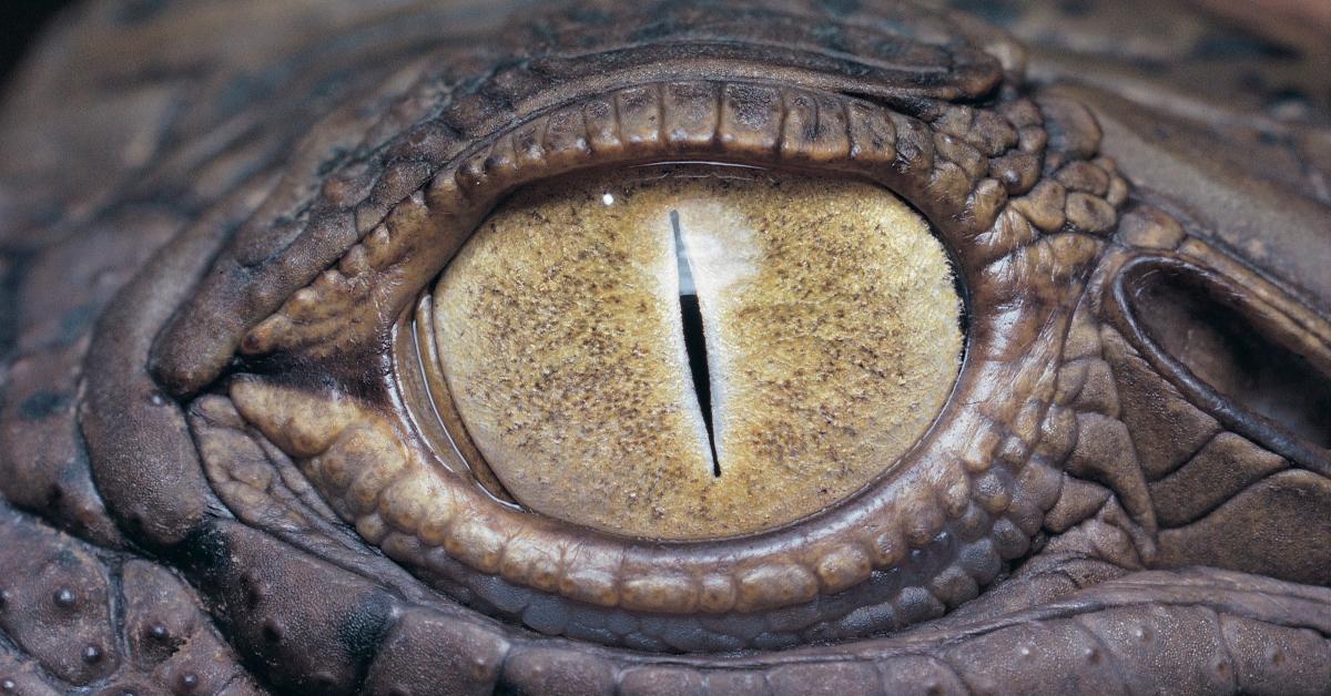 Close-up photograph of a crocodile eye.