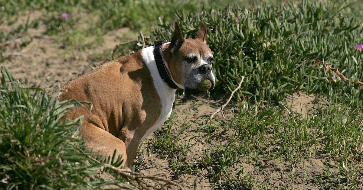 why dogs eat poop