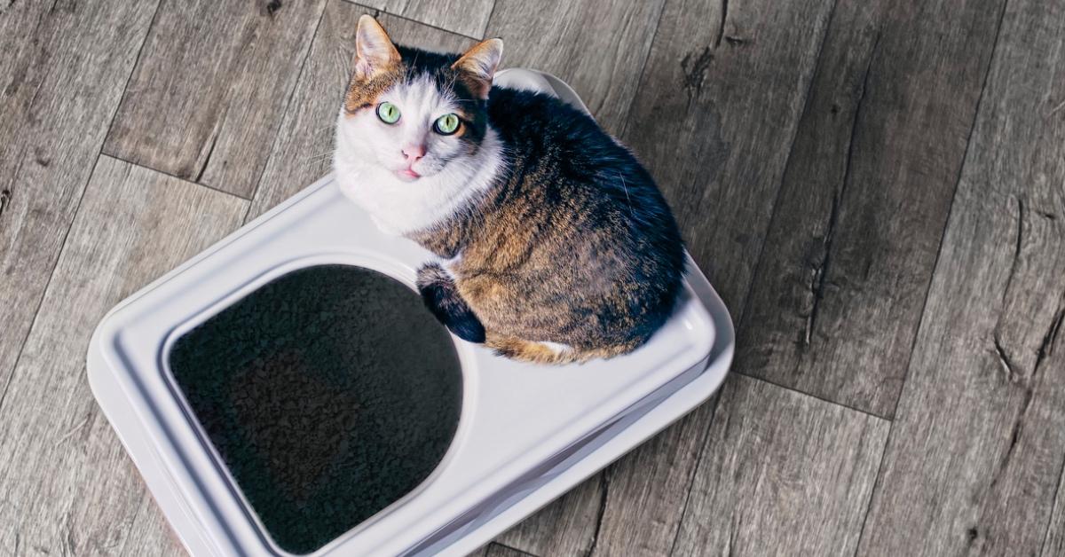 Multicolored cat with green eyes sitting atop a covered litter box. 