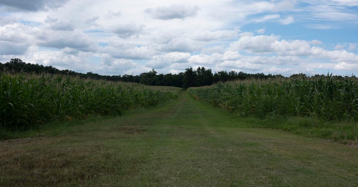 A view of Mt. Pleasant Acres Farms