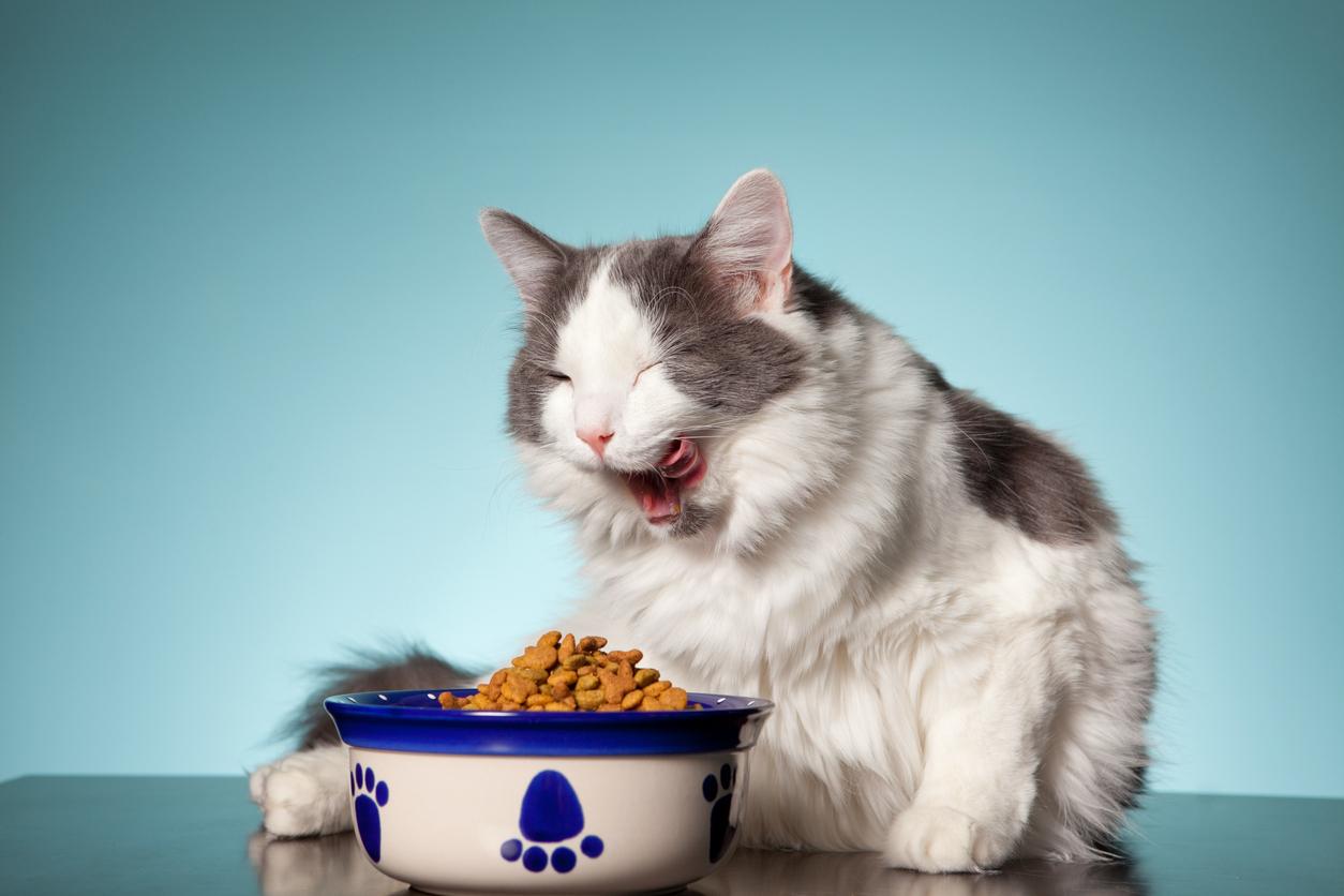 Can Cats Taste Spice? Cat Taste Buds, Explained