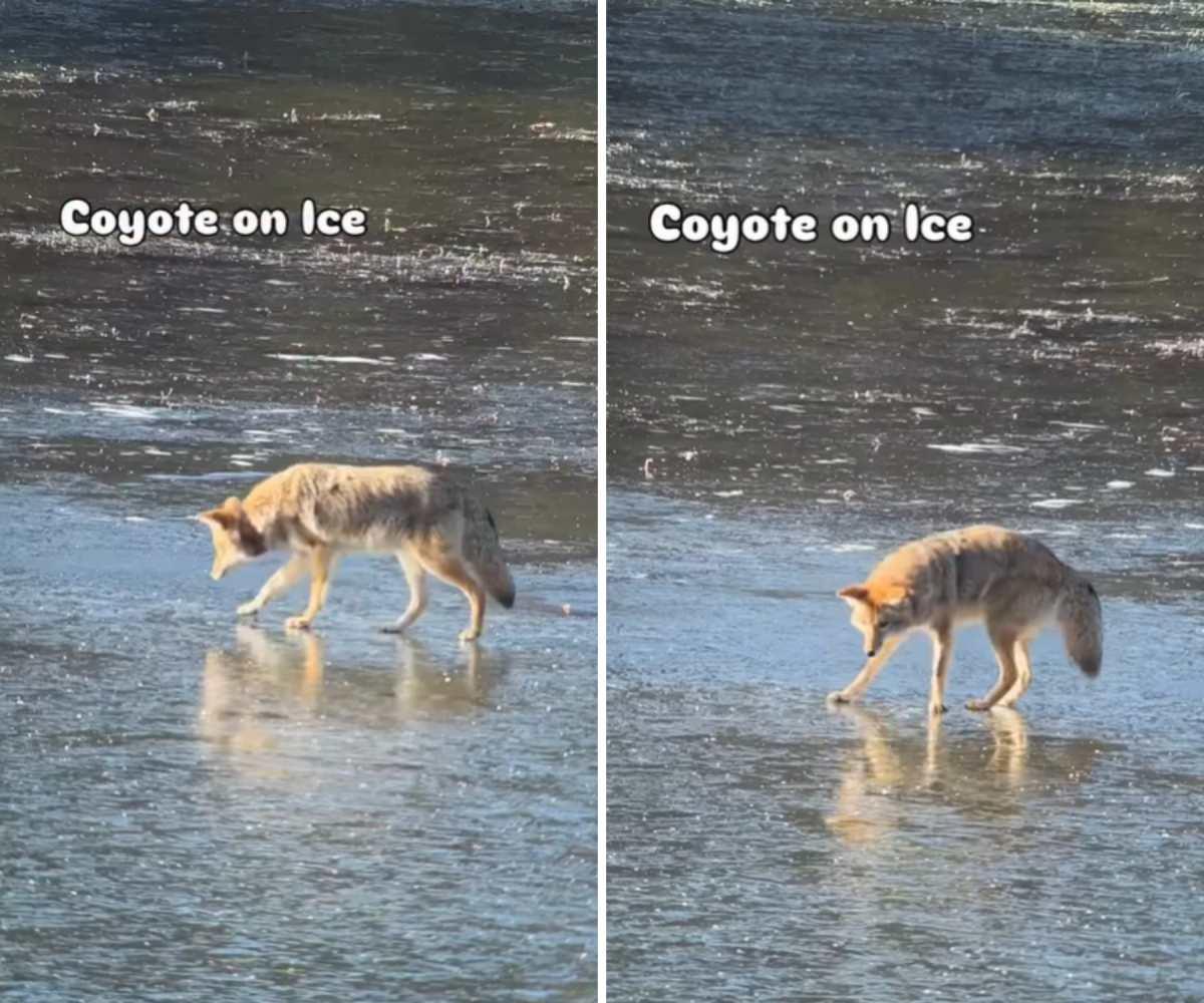 pn/cbccfe  eb bd bfe