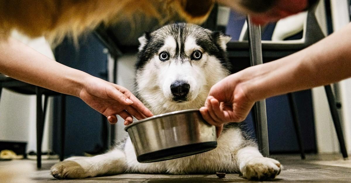 A husky looks concerned when presented with a bowl of food