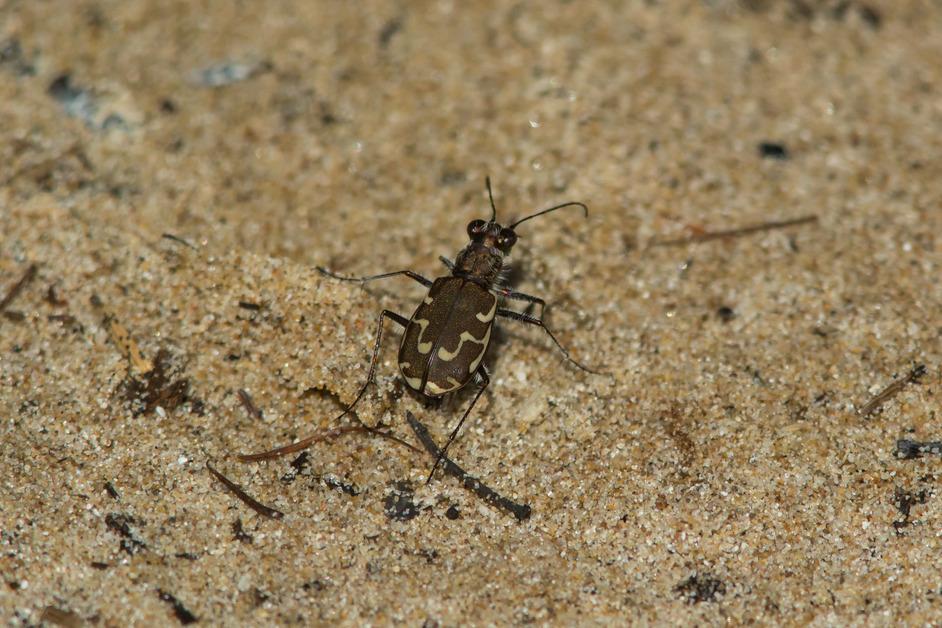 A Bronzed tiger beetle stock photo.