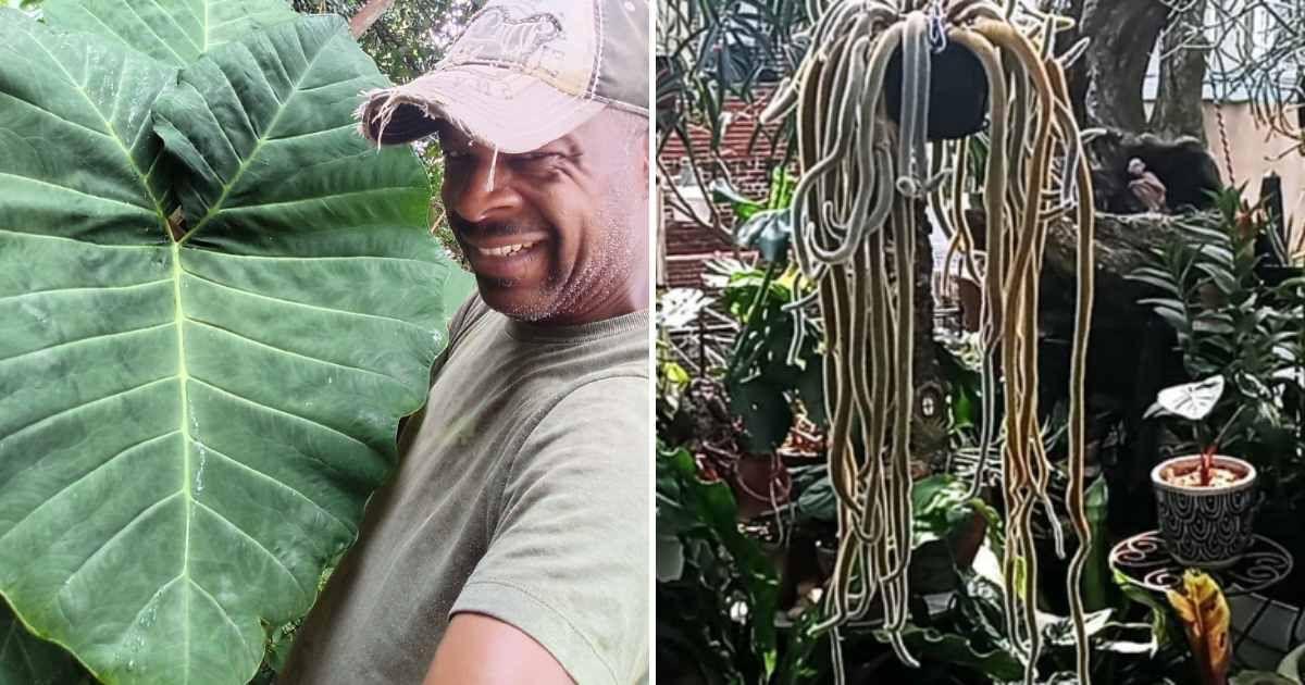 Philadelphia man tends to over 350 plants in his house jungle (Cover Image Source: Instagram | @phillyplantguy)