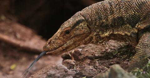 Giant lizard sticking its tongue out for preying (Representative Cover Image Source: Getty Images | Pito Kung)