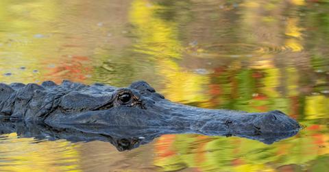 The top of an alligator is exposed above water with the reflection of autumnal leaves.