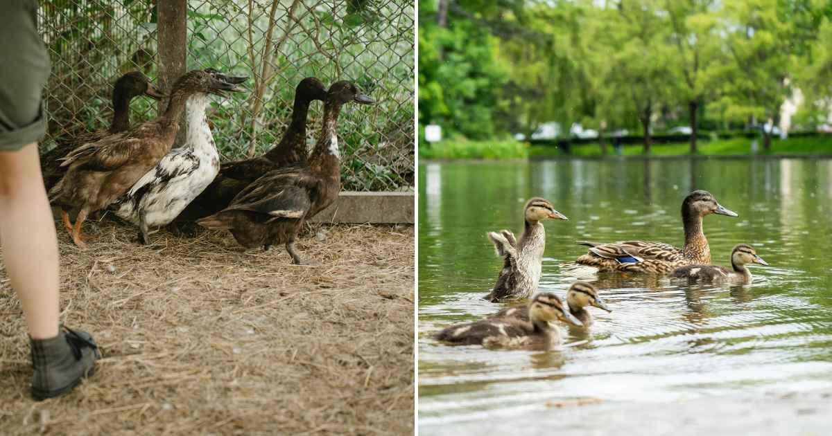 (L) Ducks on a farm living a confined life. (R) Ducks joyfully swimming in pond water. (Representative Cover Image Source: Pexels | (L) Gary Barnes, (R) Vlad Chețan)