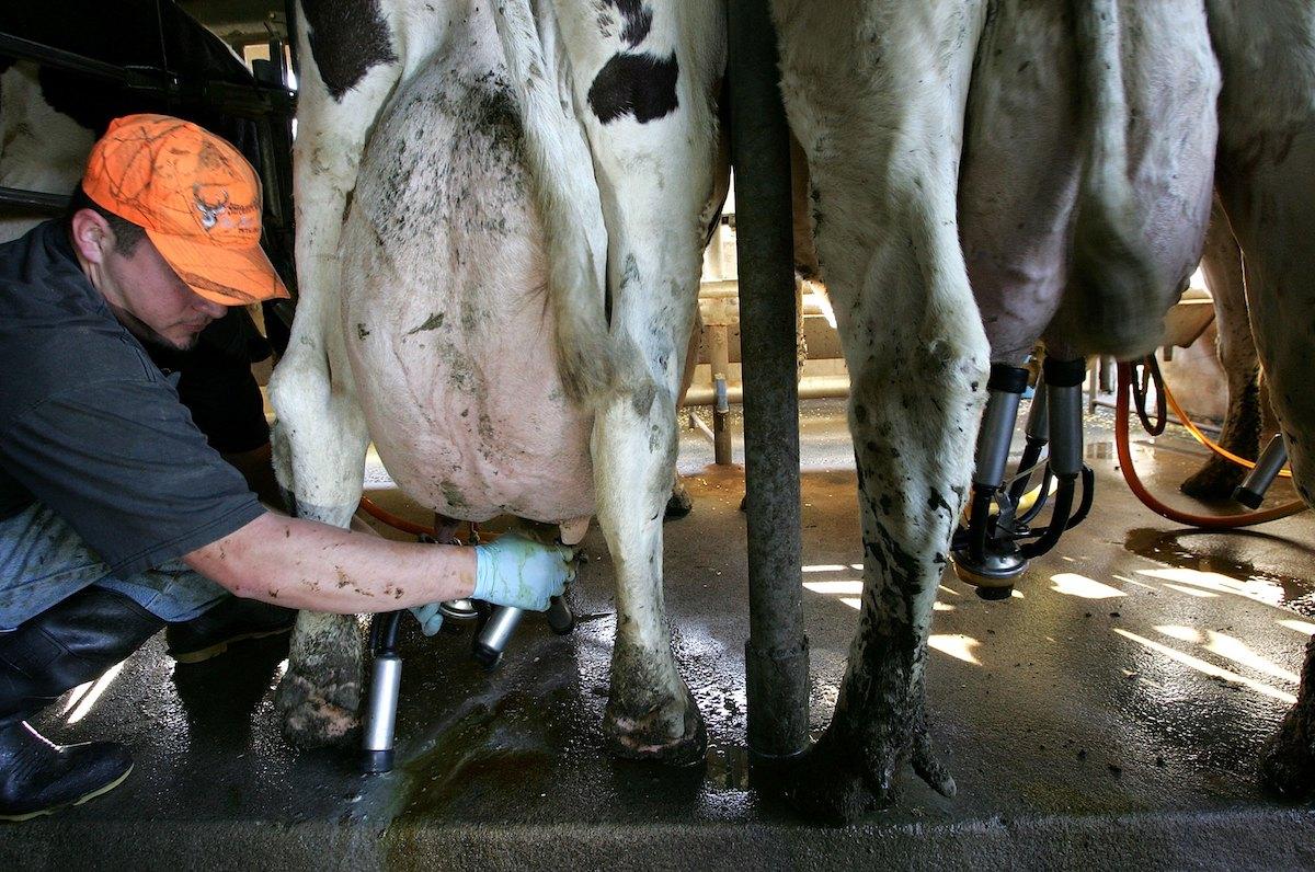 Cow being milked.